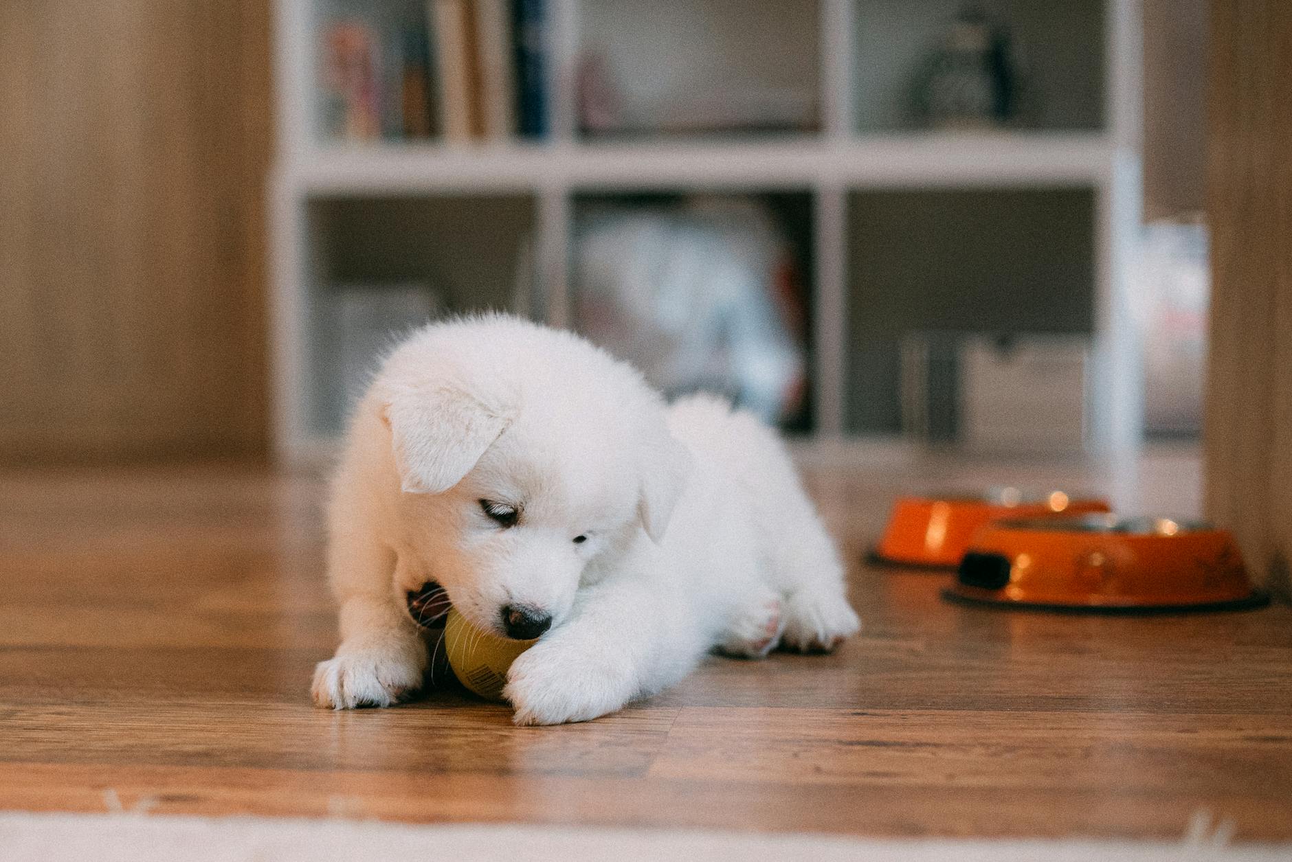 How to Train a Puppy at Home: Complete Beginner's Guide