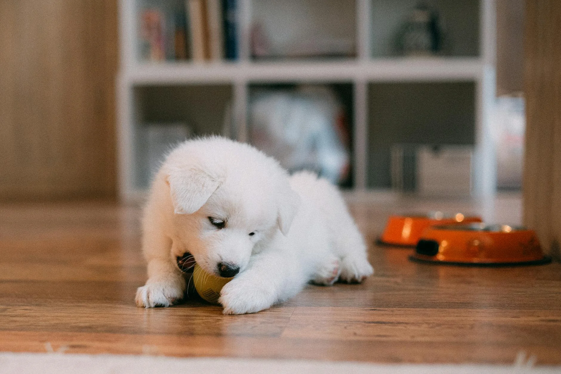 How to Train a Puppy at Home: Complete 8-Week Guide for New Owners